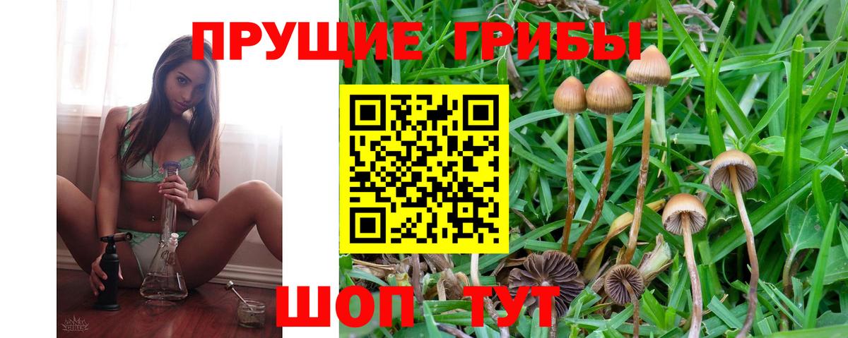 Псилоцибиновые грибы GOLDEN TEACHER Рославль